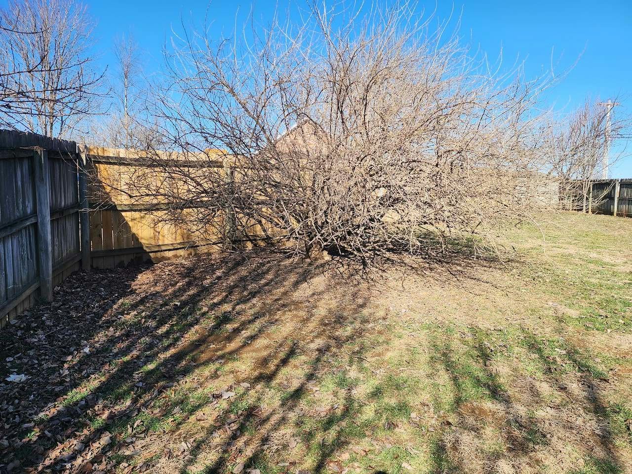Overgrown brush and fallen branches along a backyard fence before cleanup